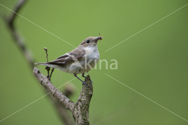 Bonte Vliegenvanger (Ficedula hypoleuca)