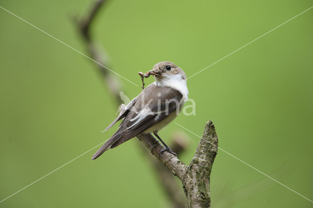 Bonte Vliegenvanger (Ficedula hypoleuca)