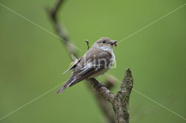 Bonte Vliegenvanger (Ficedula hypoleuca)