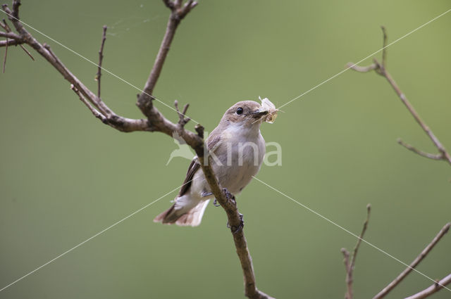 Bonte Vliegenvanger (Ficedula hypoleuca)