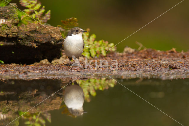 European Pied Flycatcher (Ficedula hypoleuca)