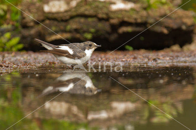 European Pied Flycatcher (Ficedula hypoleuca)