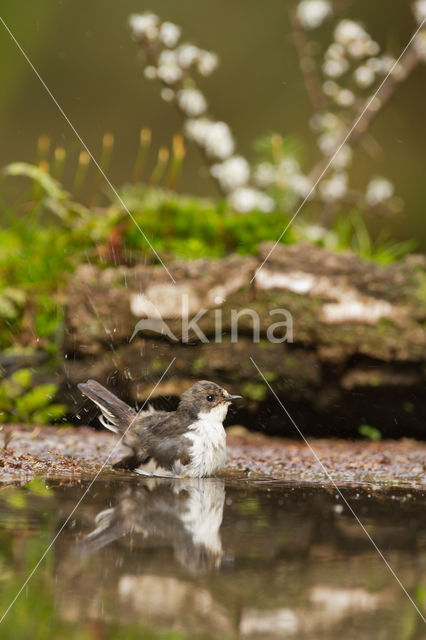 European Pied Flycatcher (Ficedula hypoleuca)