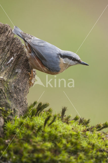 Boomklever (Sitta europaea caesia)