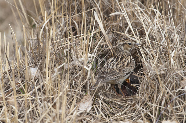 Wood Lark (Lullula arborea)