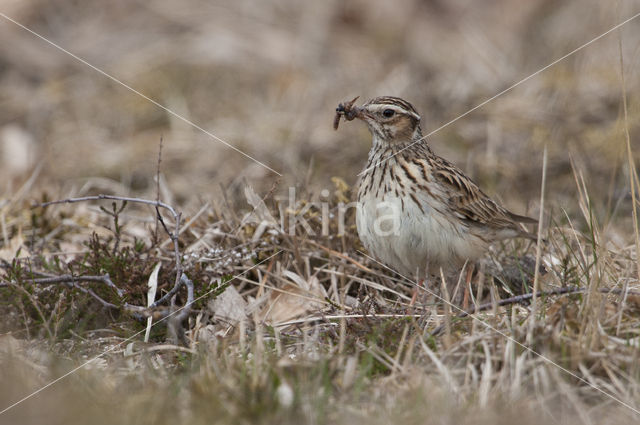 Wood Lark (Lullula arborea)