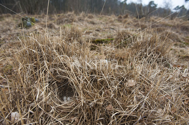 Wood Lark (Lullula arborea)