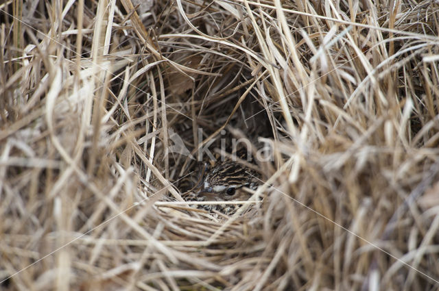 Wood Lark (Lullula arborea)