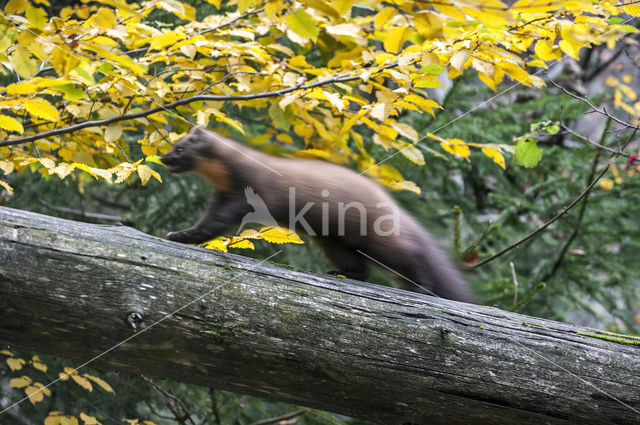 Pine Marten (Martes martes)