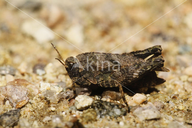 Two-spotted groundhopper (Tetrix bipunctata)