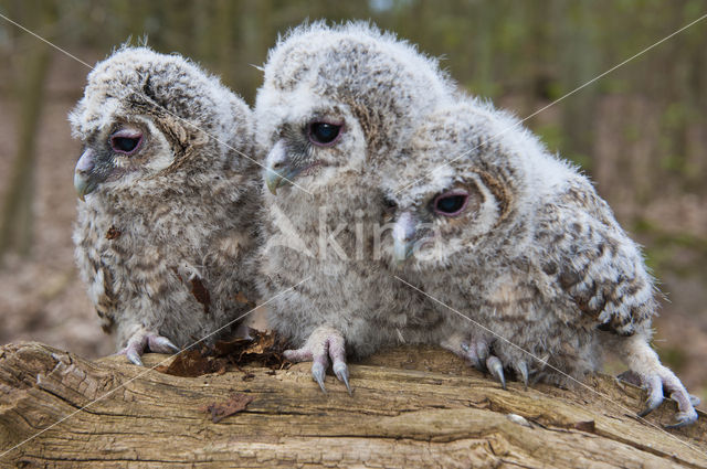 Tawny Owl (Strix aluco)