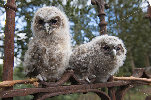 Tawny Owl (Strix aluco)