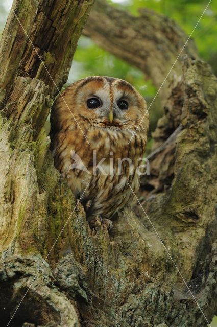 Tawny Owl (Strix aluco)