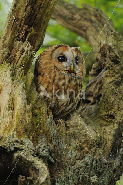 Tawny Owl (Strix aluco)