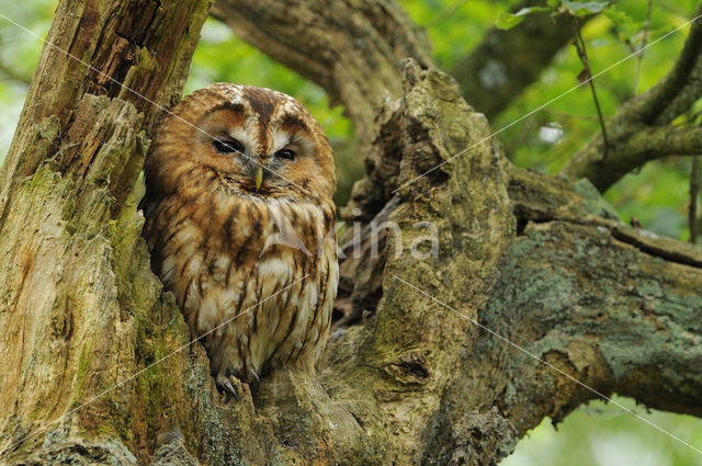 Bosuil (Strix aluco)