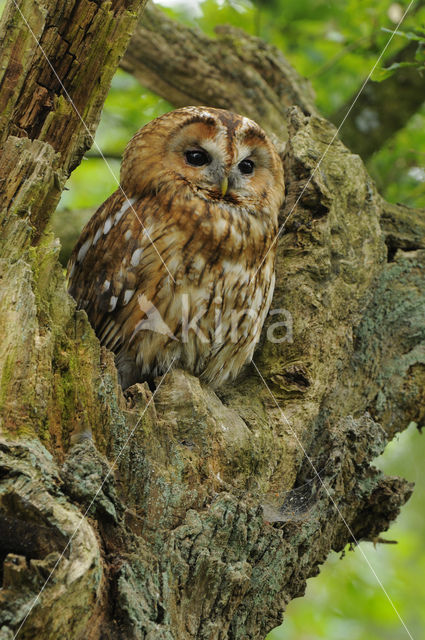 Tawny Owl (Strix aluco)