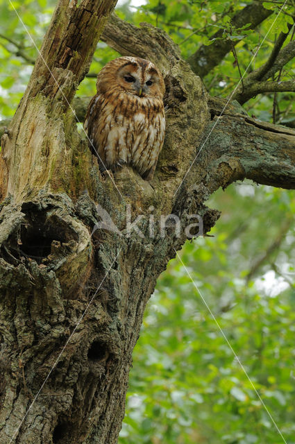 Bosuil (Strix aluco)