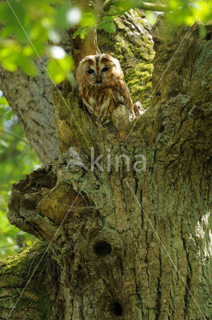 Bosuil (Strix aluco)