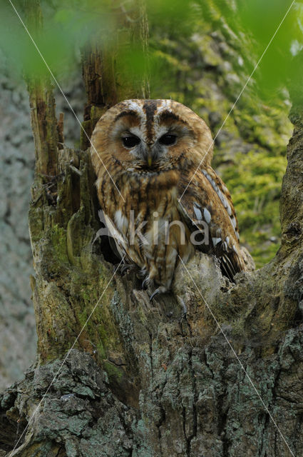 Tawny Owl (Strix aluco)