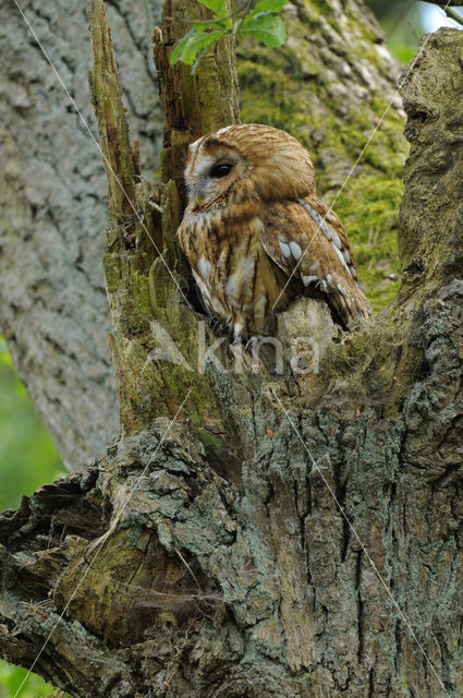 Bosuil (Strix aluco)