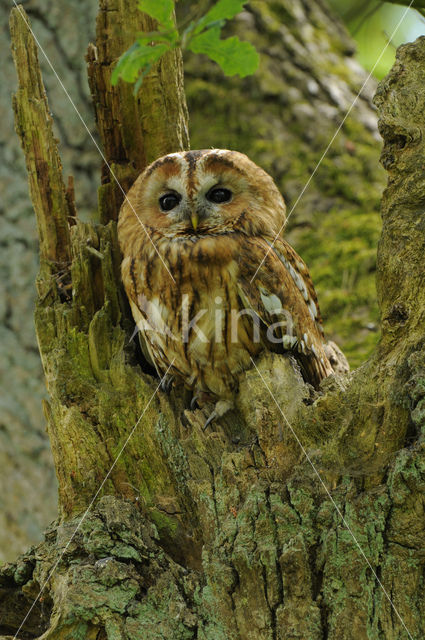 Tawny Owl (Strix aluco)