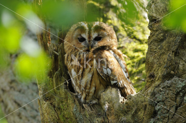 Bosuil (Strix aluco)