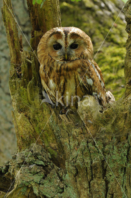 Tawny Owl (Strix aluco)