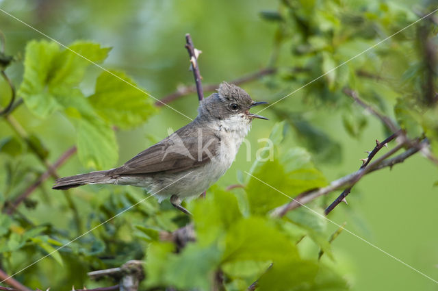 Braamsluiper (Sylvia curruca)