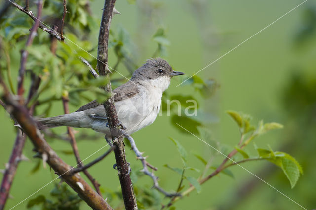 Braamsluiper (Sylvia curruca)