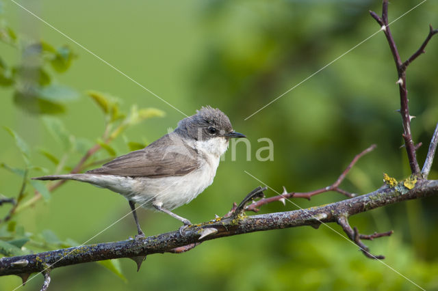 Braamsluiper (Sylvia curruca)