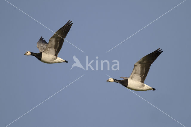 Brandgans (Branta leucopsis)