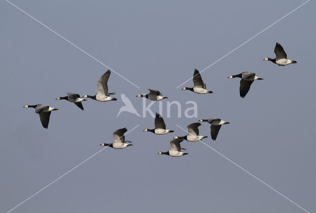 Brandgans (Branta leucopsis)