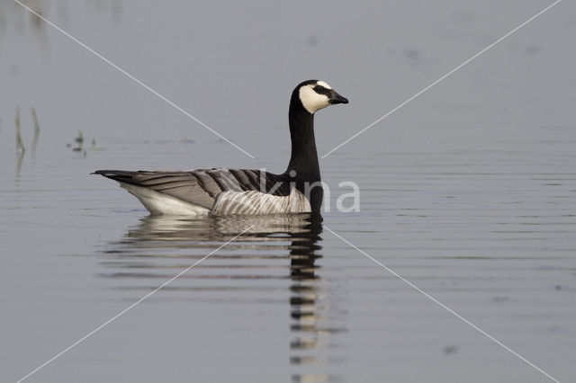 Brandgans (Branta leucopsis)