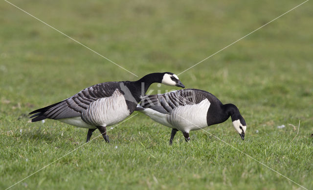 Brandgans (Branta leucopsis)