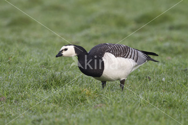 Brandgans (Branta leucopsis)