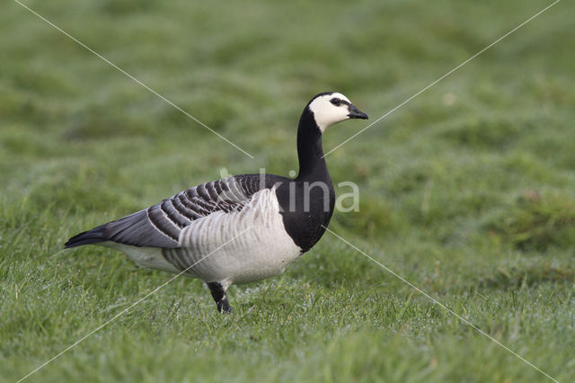 Brandgans (Branta leucopsis)