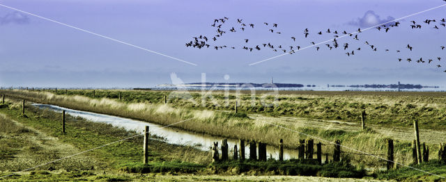 Brandgans (Branta leucopsis)