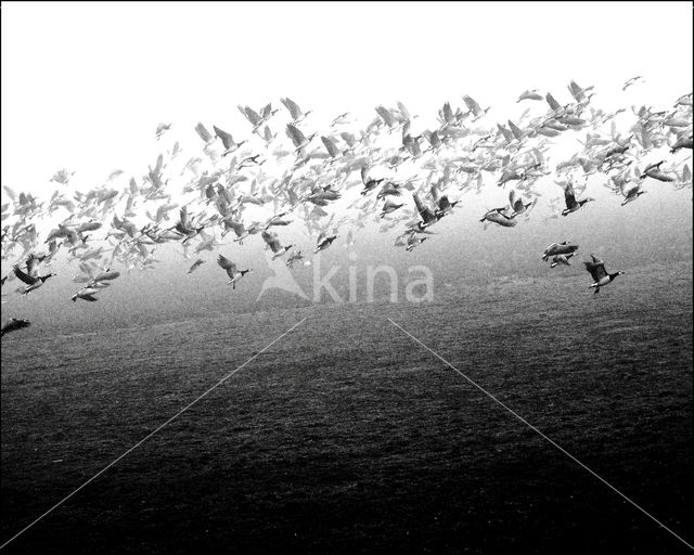 Barnacle Goose (Branta leucopsis)