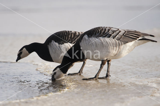 Brandgans (Branta leucopsis)