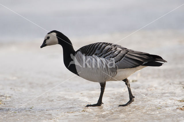 Brandgans (Branta leucopsis)