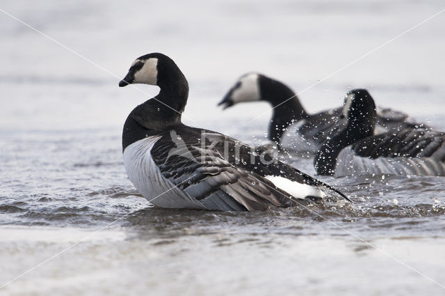 Brandgans (Branta leucopsis)