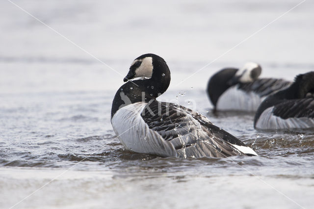 Barnacle Goose (Branta leucopsis)