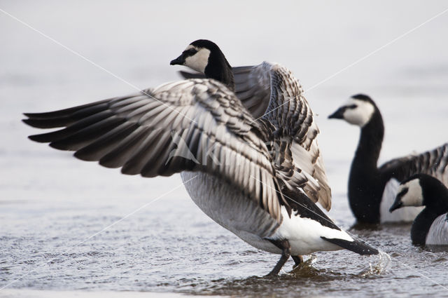 Brandgans (Branta leucopsis)