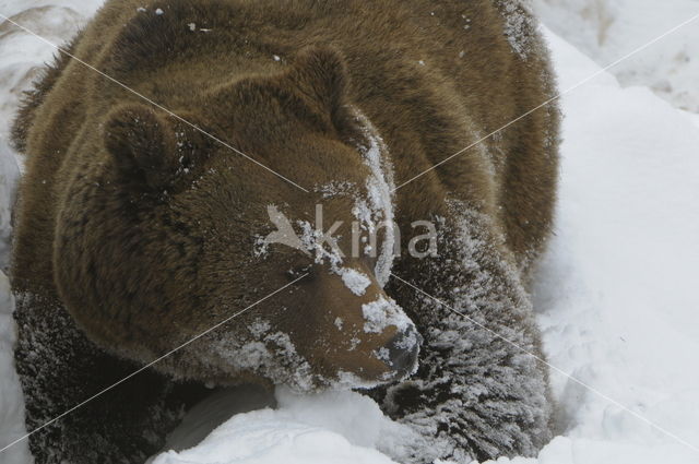 Bruine beer (Ursus arctos)