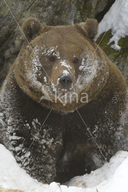 Brown Bear (Ursus arctos)