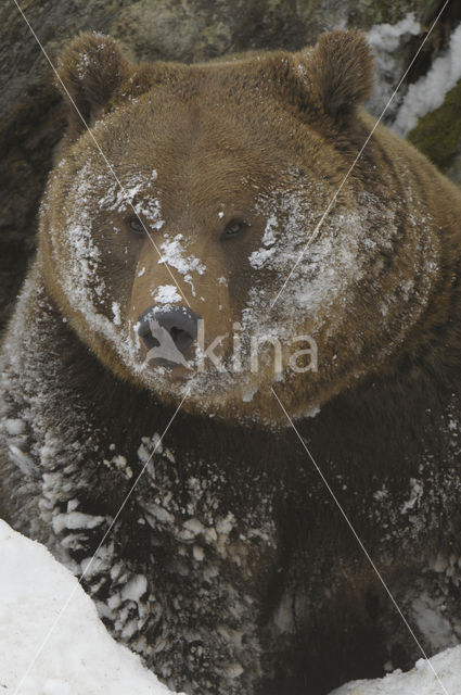 Brown Bear (Ursus arctos)