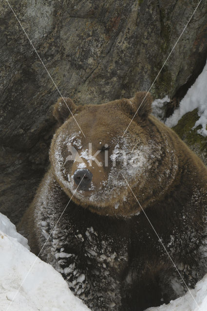 Bruine beer (Ursus arctos)