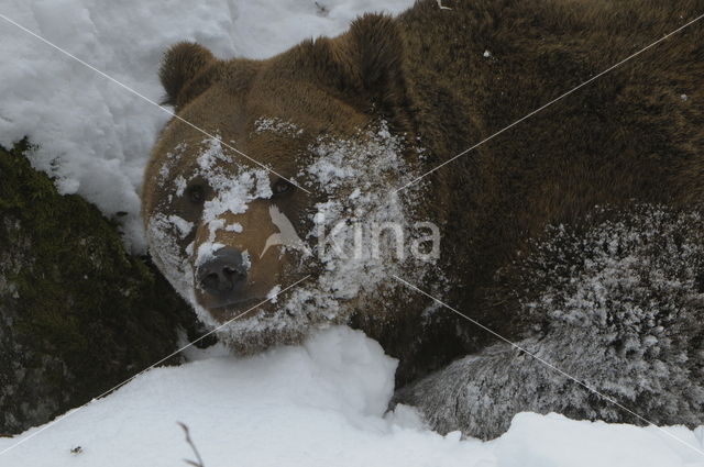 Bruine beer (Ursus arctos)