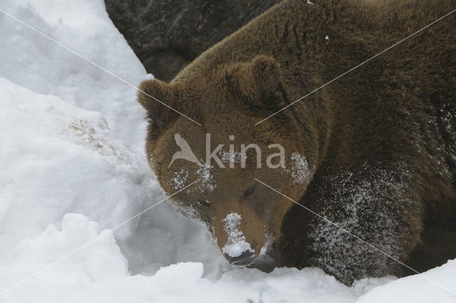 Bruine beer (Ursus arctos)