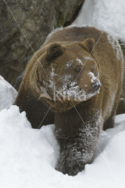 Bruine beer (Ursus arctos)